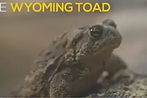 Hundreds of Endangered Wyoming Toads Released Into Wild