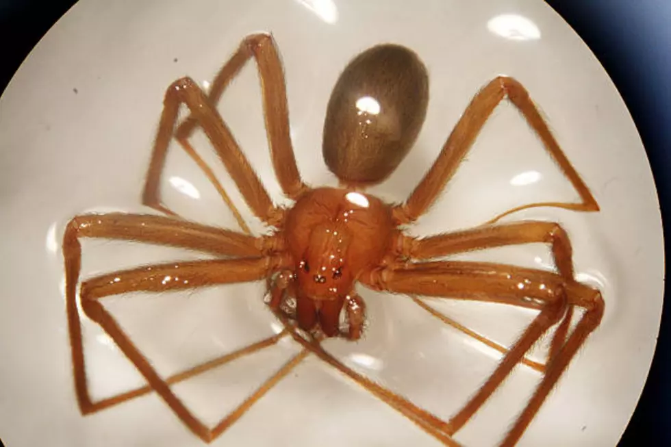 Venomous Spiders Are the 2021 Version of Murder Hornets