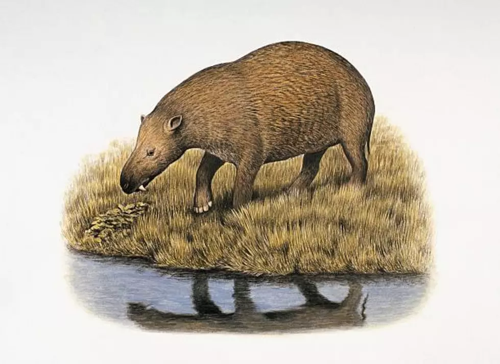 New Study Shows Ancient Hippos Walked ‘Beaches’ of Wyoming