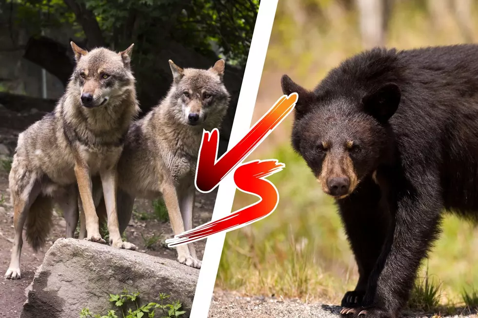 [WATCH] Wolves Win Yellowstone Turf War Against Invading Bear