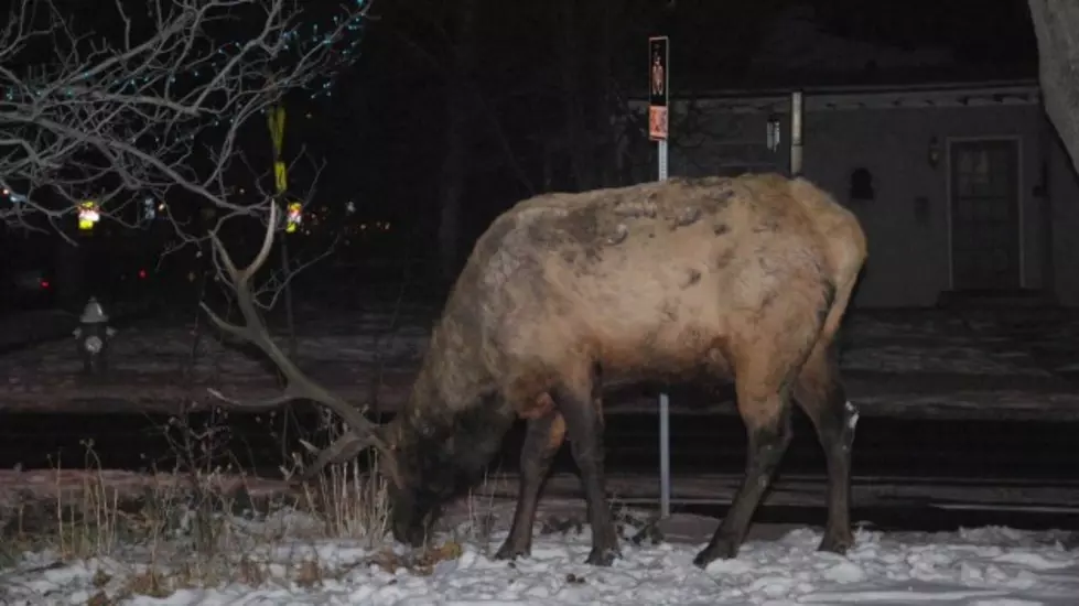 Boulder, Colorado Neighborhood Holds Vigil for Dead Elk