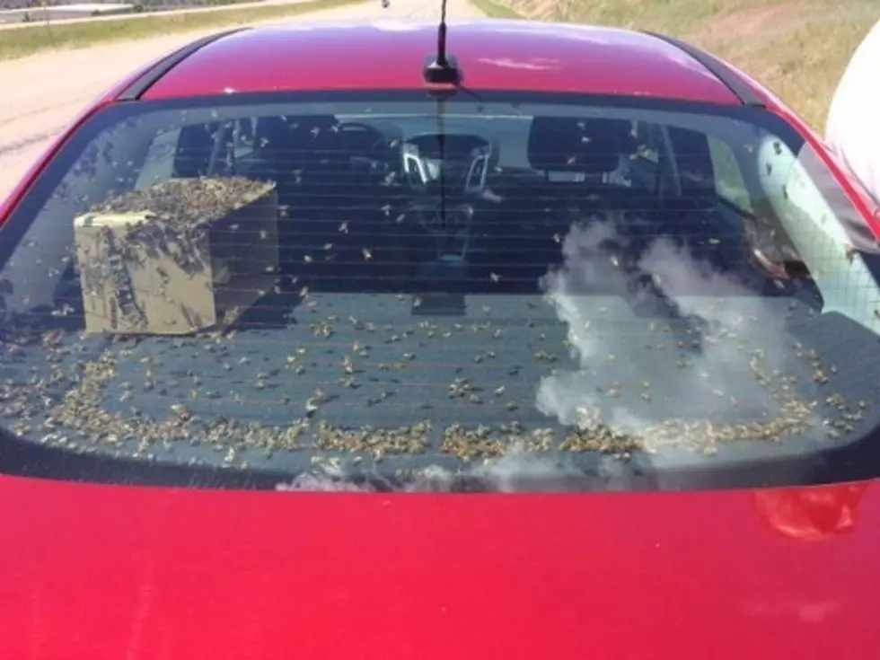 MT State Troopers Pull Over Car Full of Bees