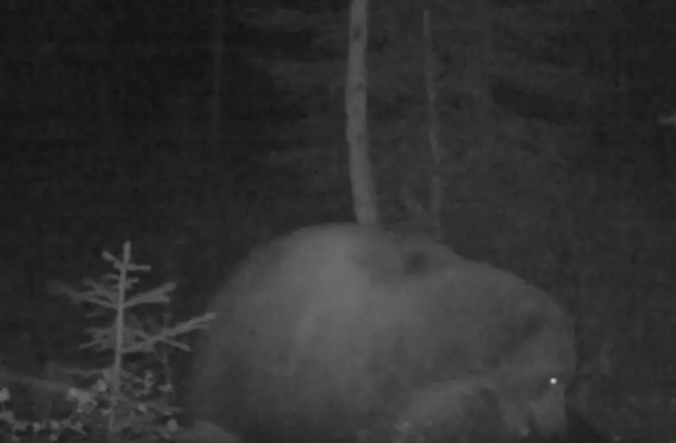 Montana Bears Gone Wild &#8211; Rare Footage of Griz Humping