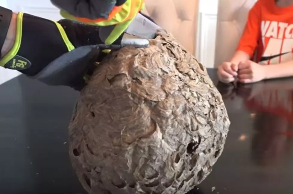 Wanna See What the Inside of a Wasp’s Nest Looks Like?