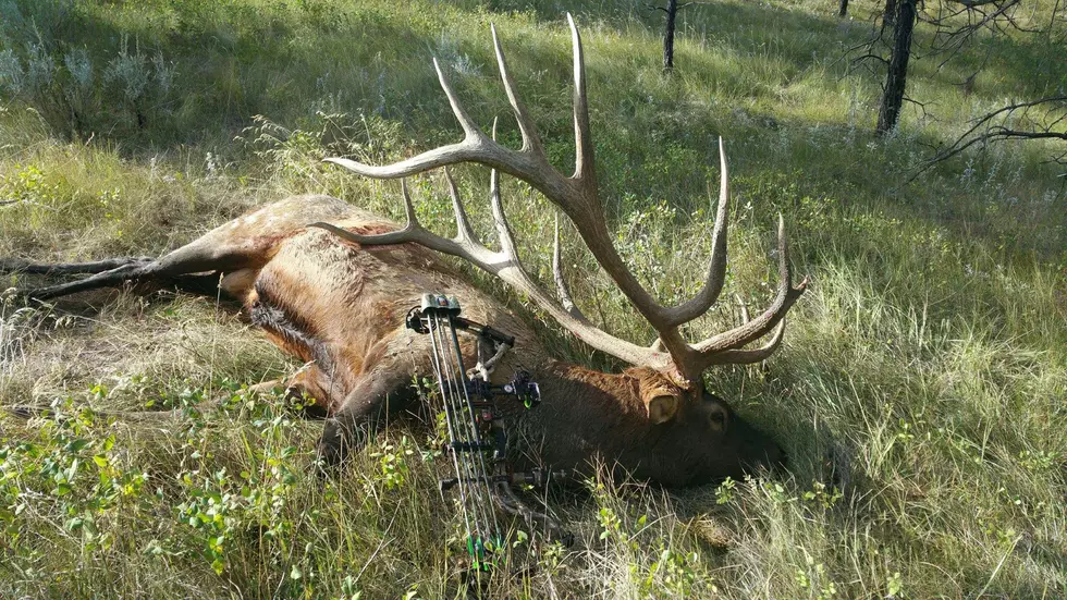 Possible World Record Bull Elk Taken in Montana