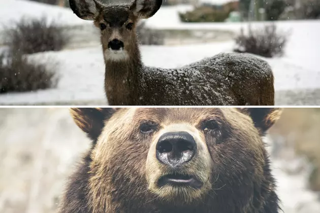 Montana Boy Loses First Deer to Bear