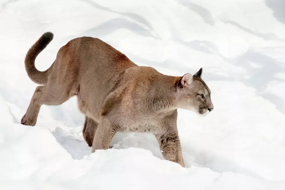 The Sound of A Mountain Lion Screaming is Terrifying