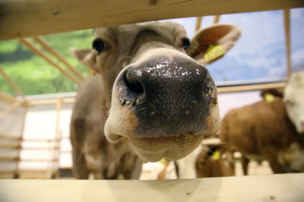 Watch Man ‘Talk’ to Cows in Incredible Video