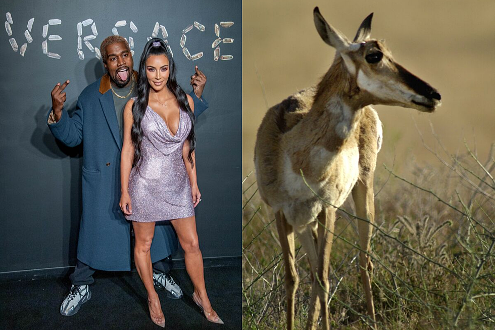 Kanye and Kim Are In Trouble for Harassing Antelope