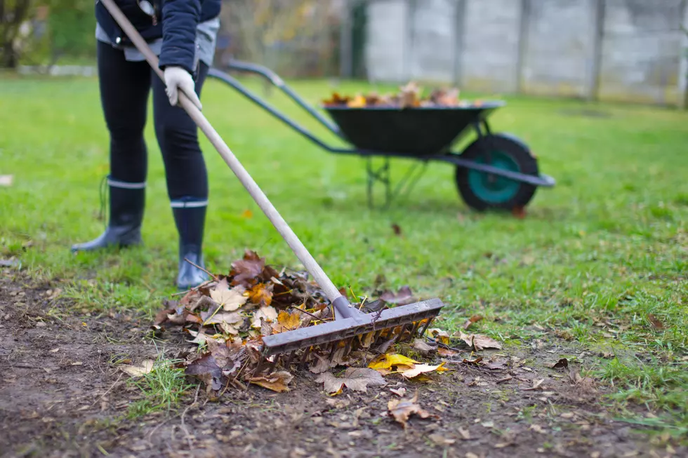 Raking Your Yard is Stupid, Science Says Mow Leaves