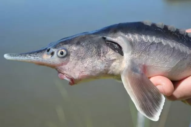 Biologist Accidentally Create Prehistoric Mutant Fish