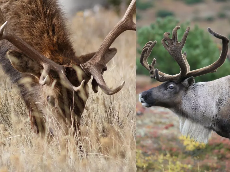 Crazy Hybrid of Elk and Caribou Confirmed by Biologist
