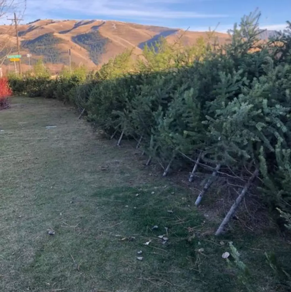 Lolo Peak Brewery Has Free Christmas Trees for Those in Need