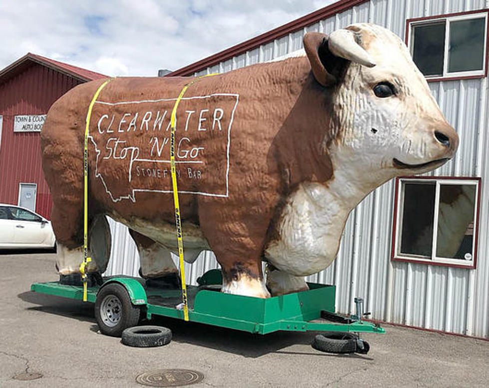 Why is the Clearwater Junction Cow Missing?