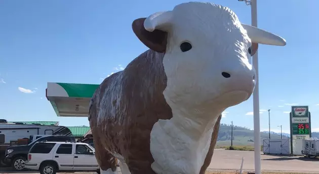 UPDATE: Clearwater Junction Cow Has Returned