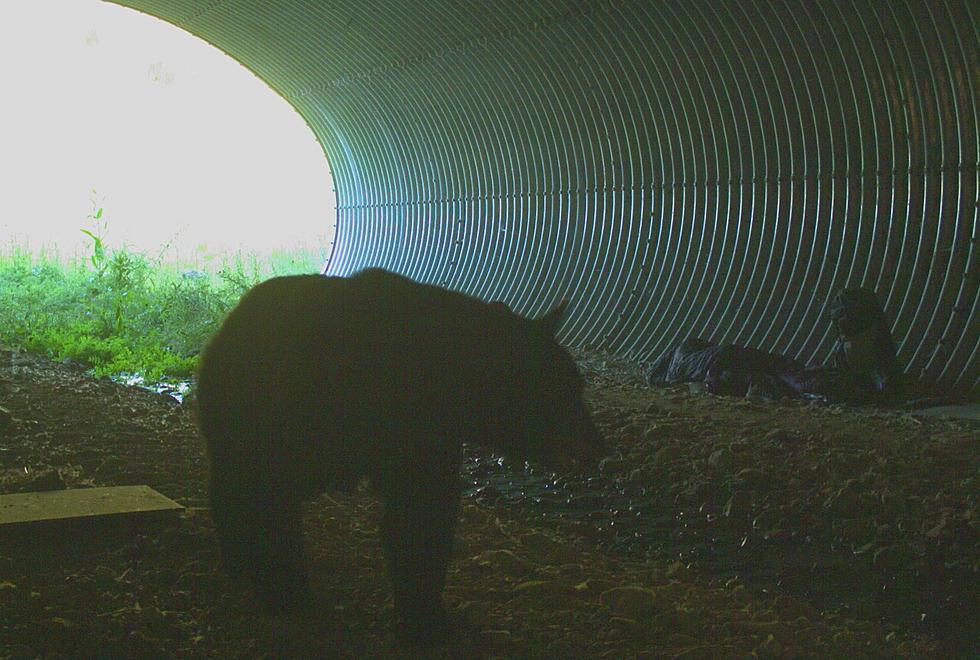 Photos Show Montanan Sleeping Though a Close Encounter with a Bear