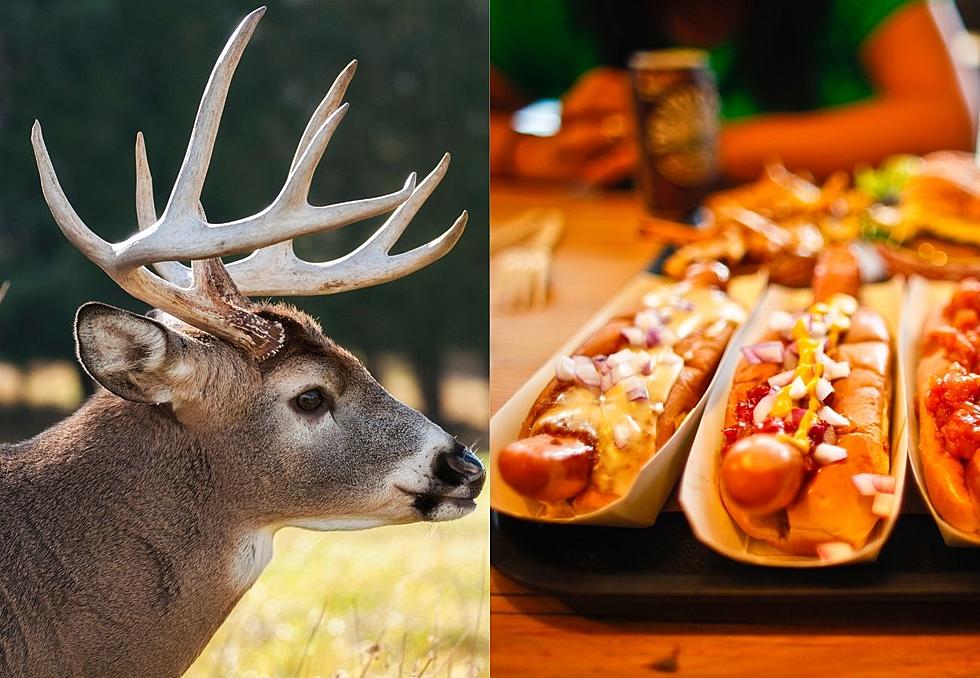 Did You Know Montana Deer Will Steal Your Hot Dogs?