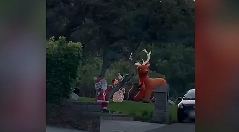 Watch Bear Attempt to Take Down Massive Reindeer Decoration