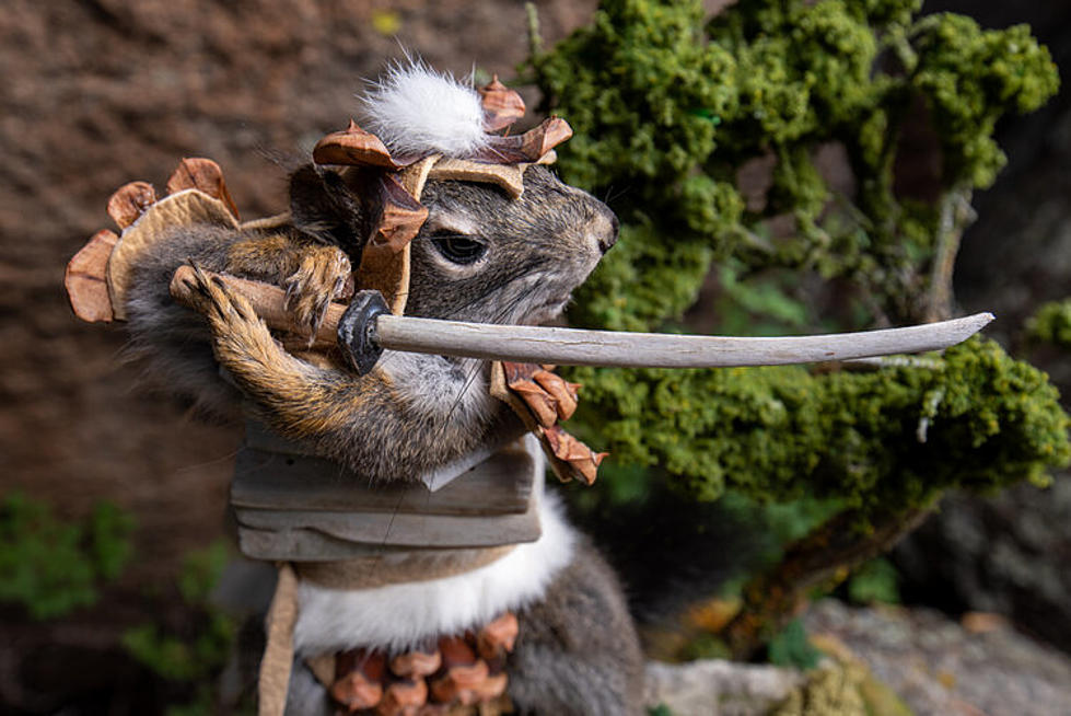 A Montana Artist Creates Awesome Yet Bizarre Squirrel Warriors