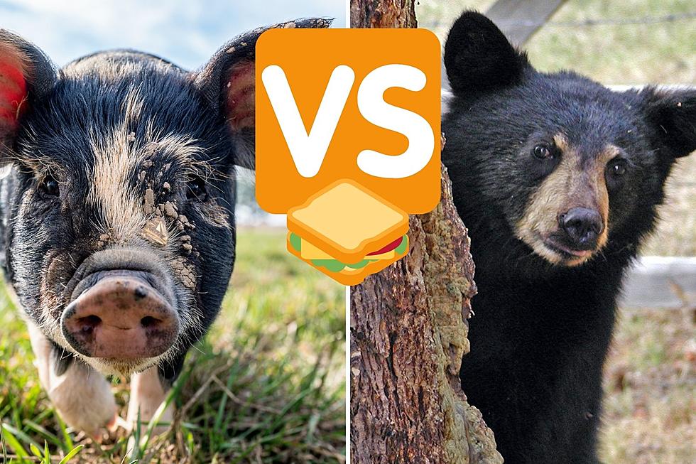 WATCH as Pigs Fight off a Hungry Black Bear Trying to Steal Lunch