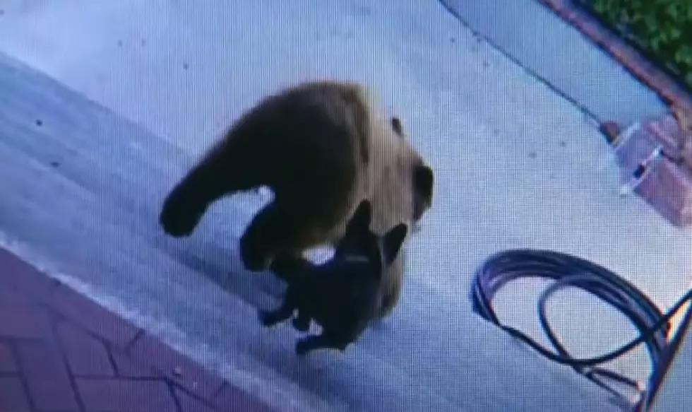 Watch as Little French Bulldog Defends Home from Multiple Bears