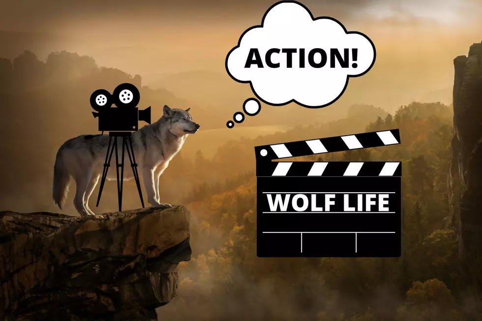 Watch a Day in the Life of a Wolf – Go Pro Cam Attached to Wolf