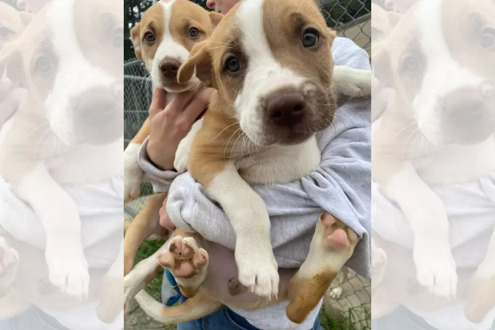 Western Montana Humane Society Has Puppies Ready For Adoption