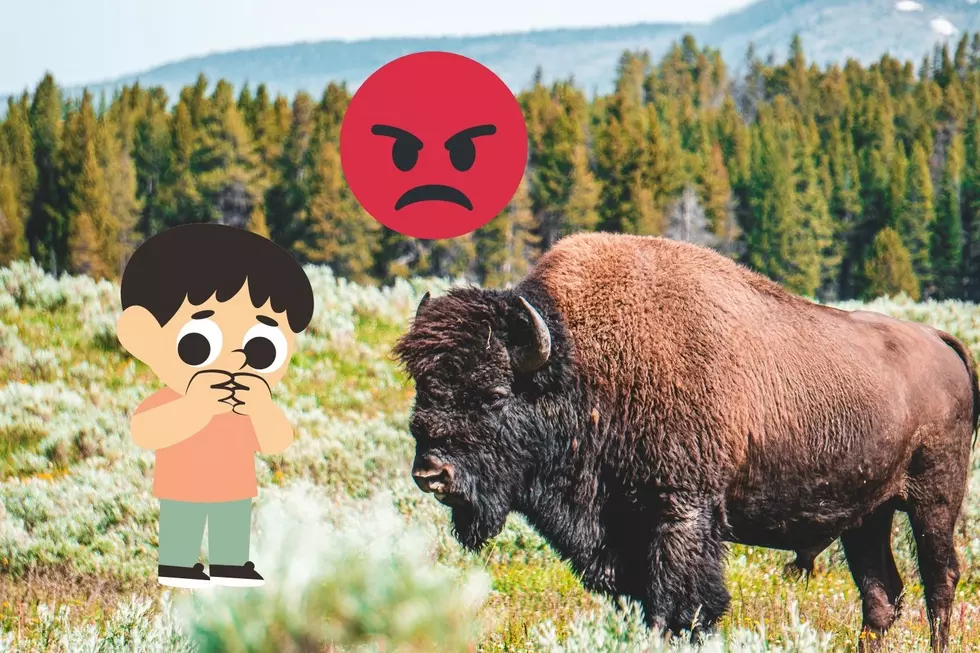 WATCH Yellowstone Tourists Use Child as Shield From Bison Charge