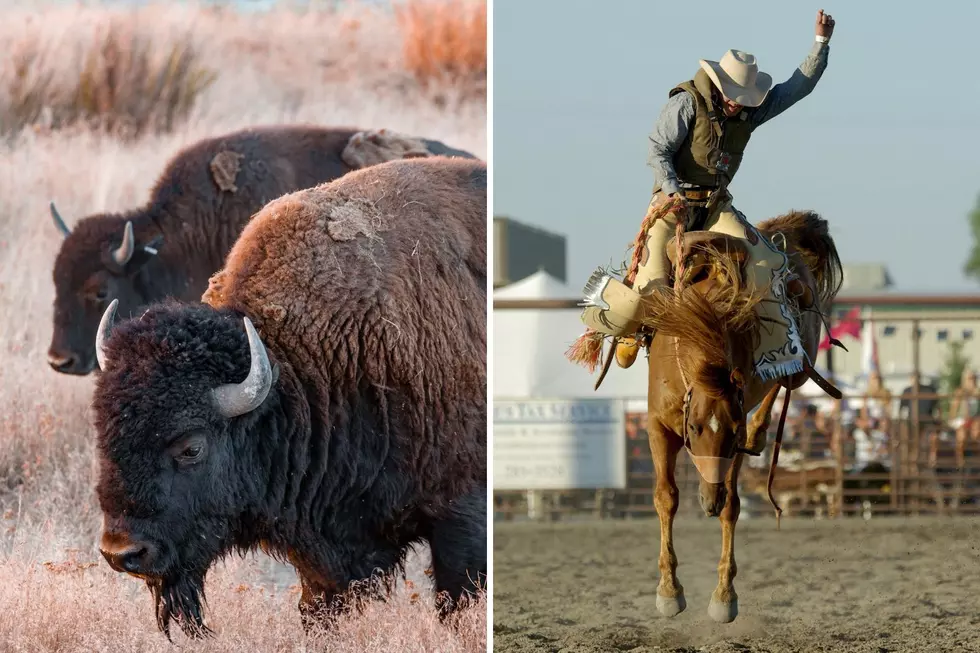Is Bareback Bison Riding Returning to Season 5 of Yellowstone?