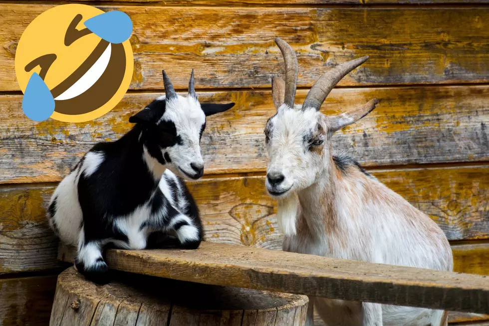 Hey Missoula, Do You Like Goat Races? Because It’s Happening.