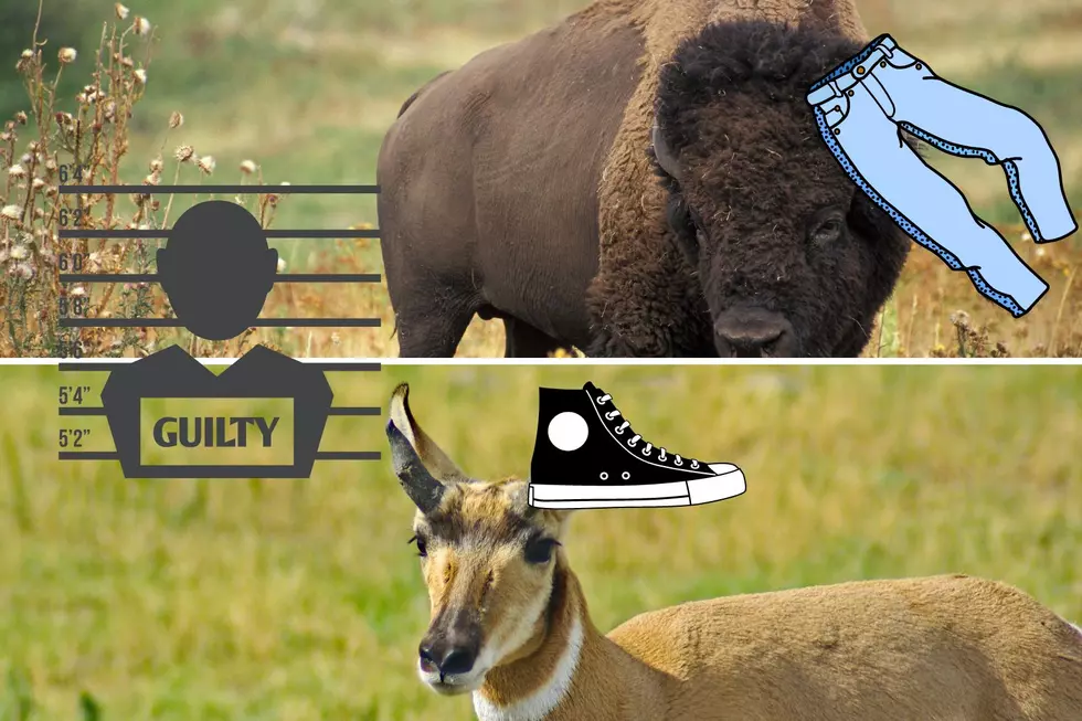 First Bison Steal People’s Pants, Now Antelope are Stealing Shoes