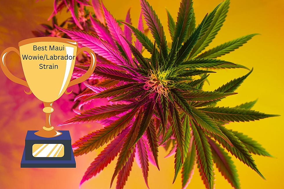 Cannabis Industry Awards Are Here. Stoners Unite And Nominate Now