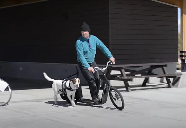 Dog Powered Scooter? Every Montana Dog Lover Needs to See This