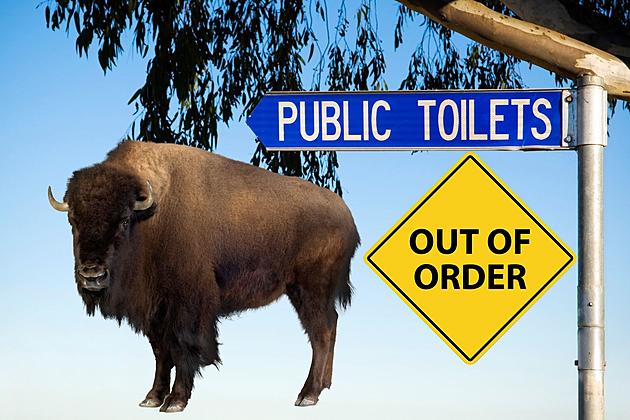 [Watch] Giant Bison Holds a Tourist Hostage in Yellowstone Toilet