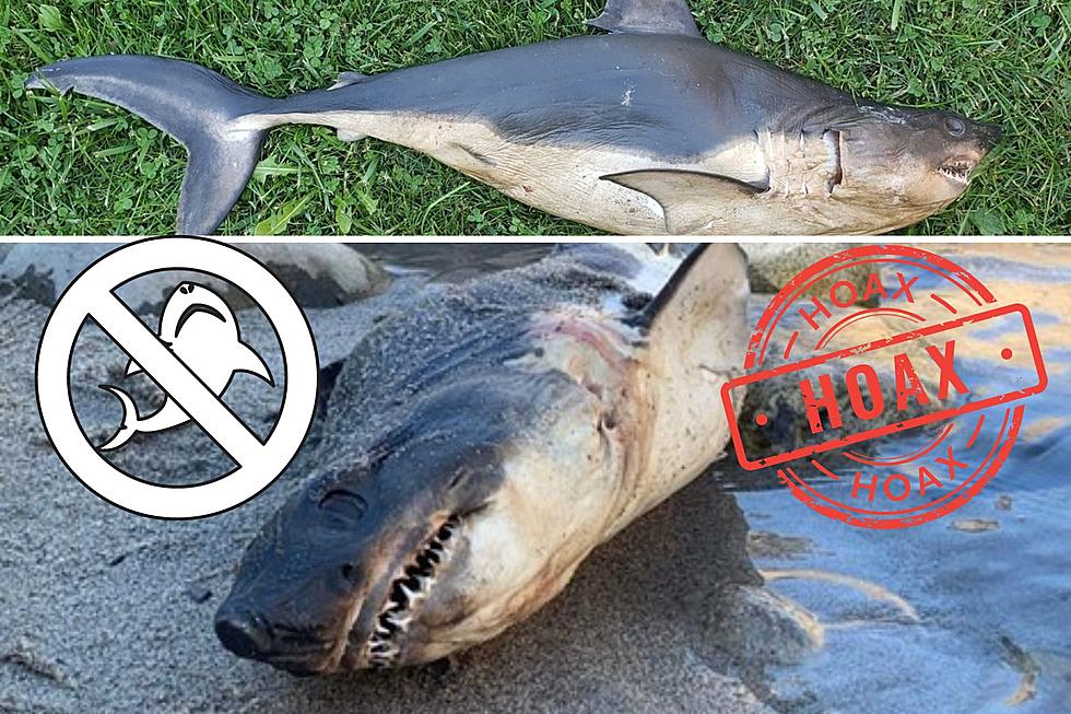 No Sharks Near Montana: Shark Found Dead in Idaho Ruled a Hoax