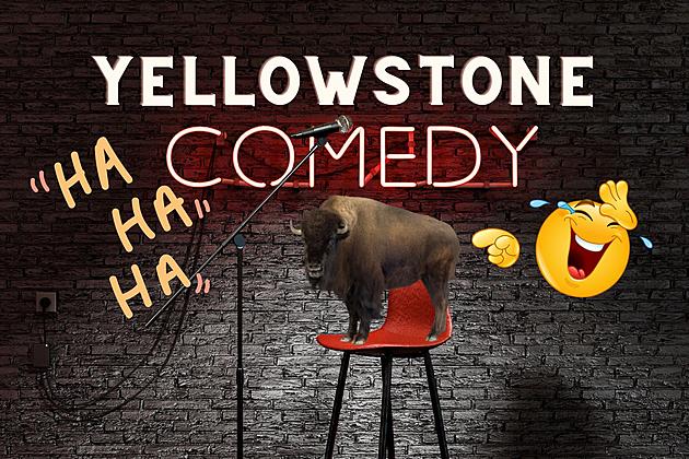 Comedian Destroys Yellowstone Park Tourists Trying to Pet Bison