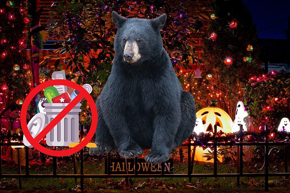 Keep Bears Out of the Trash with this Montana Halloween Hack