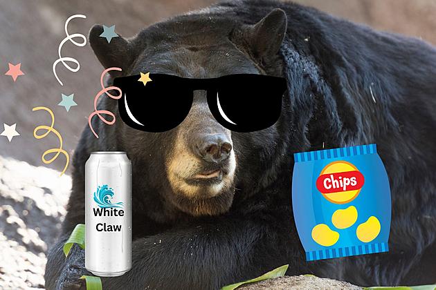 A Real Party Animal: Bear Breaks Into Home and Chugs White Claws