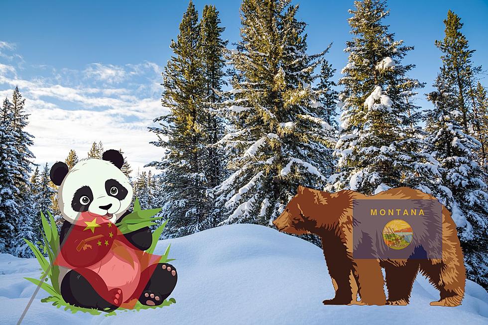 Montana Is For Grizzly&#8217;s Not Pandas. China Just Made Sure Of That