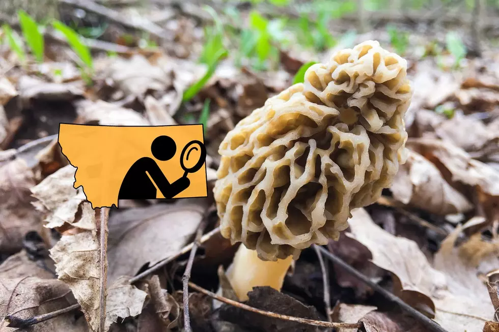 Mushroom Tech: A New Technique for Finding Montana Morels