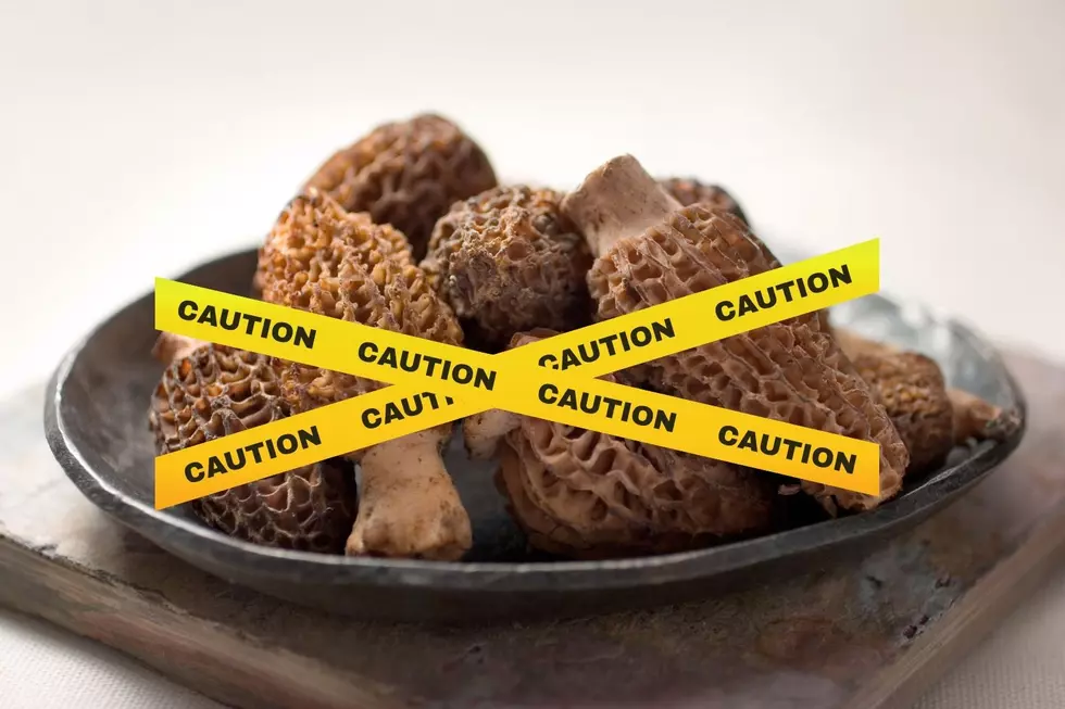 Doctor’s Urge Caution When Eating Morel Mushrooms in Montana