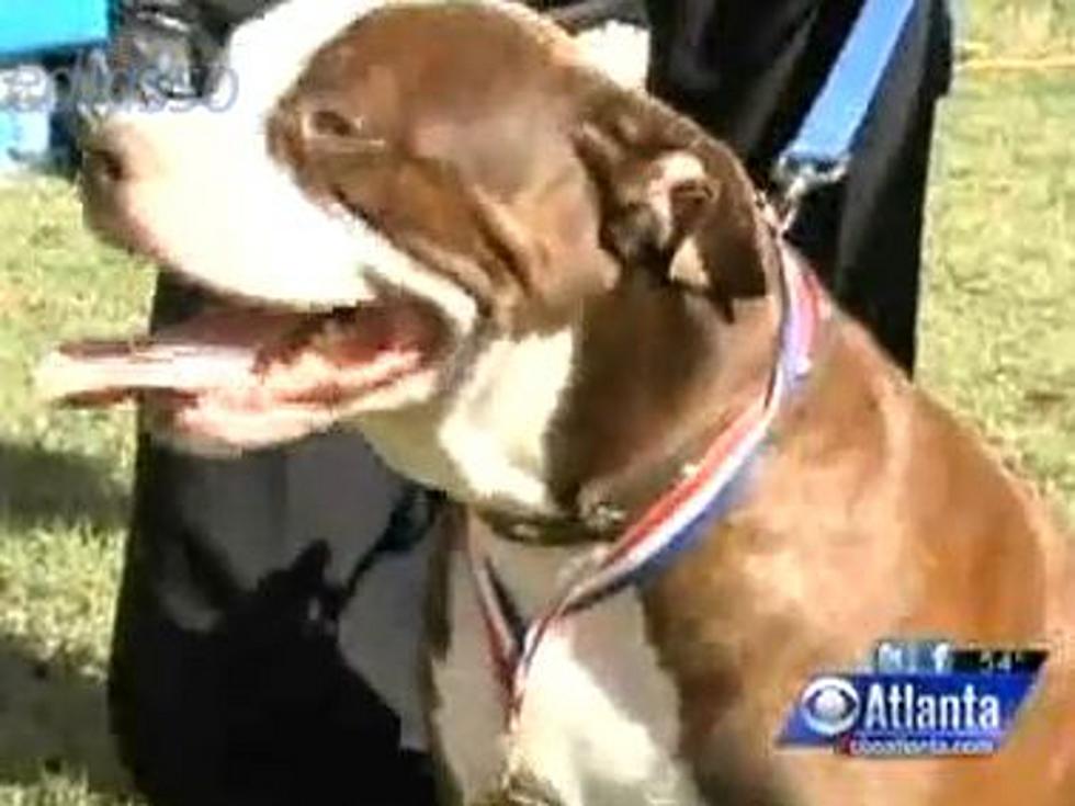 Pit Bull Wins ‘Neighbor of the Year’ Award For Saving Owner’s Life After Aneurysm [VIDEO]