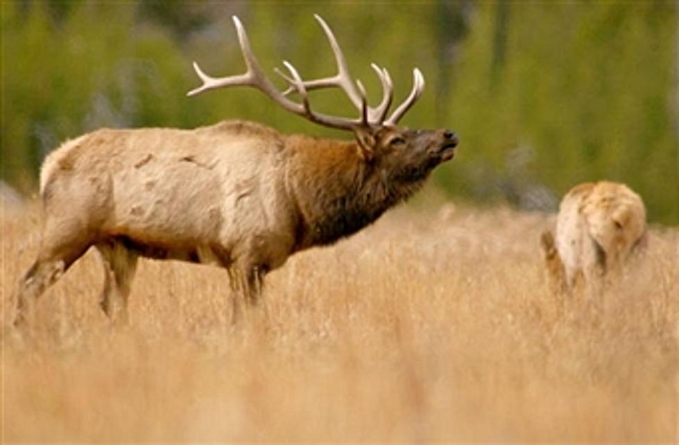 What Not to Do When An Elk Chases You
