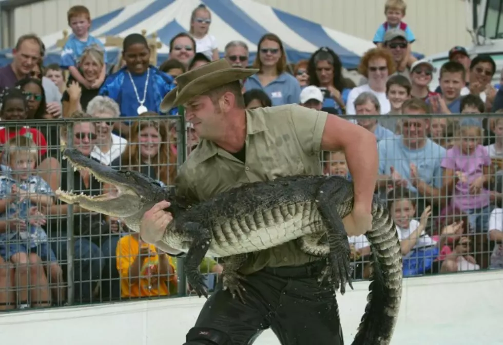 Alligator Show Takes Center Stage at MontanaFair [Video]