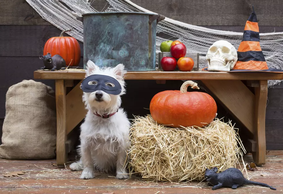 Our Pets On Halloween