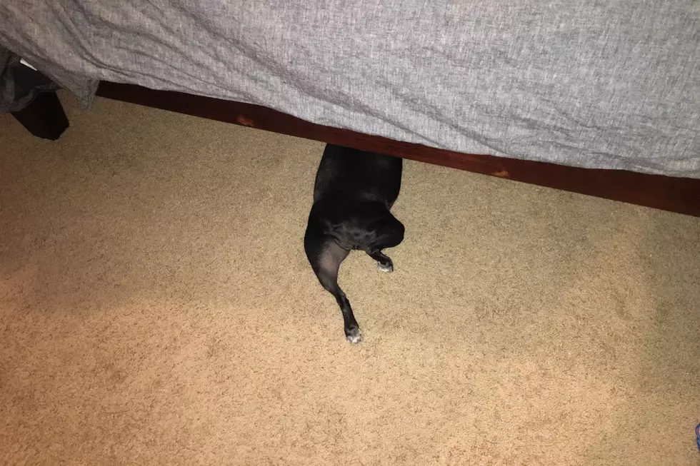 Why Is My Dog Putting Her Head Under The Bed?