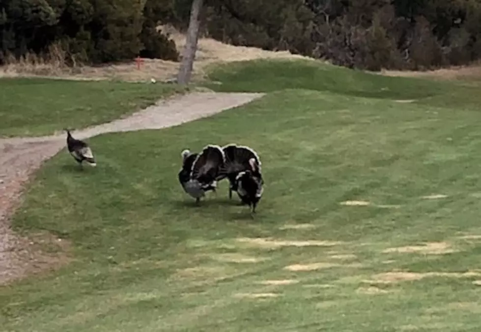 Turkeys at Briarwood