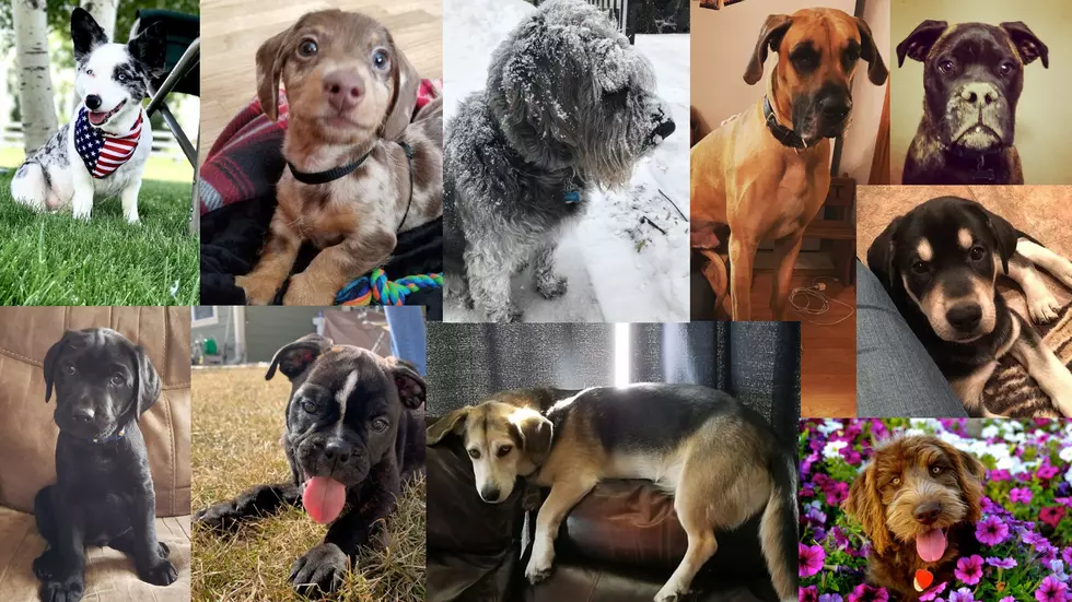 VOTE: Cutest Dog Photo Contest – FINALS