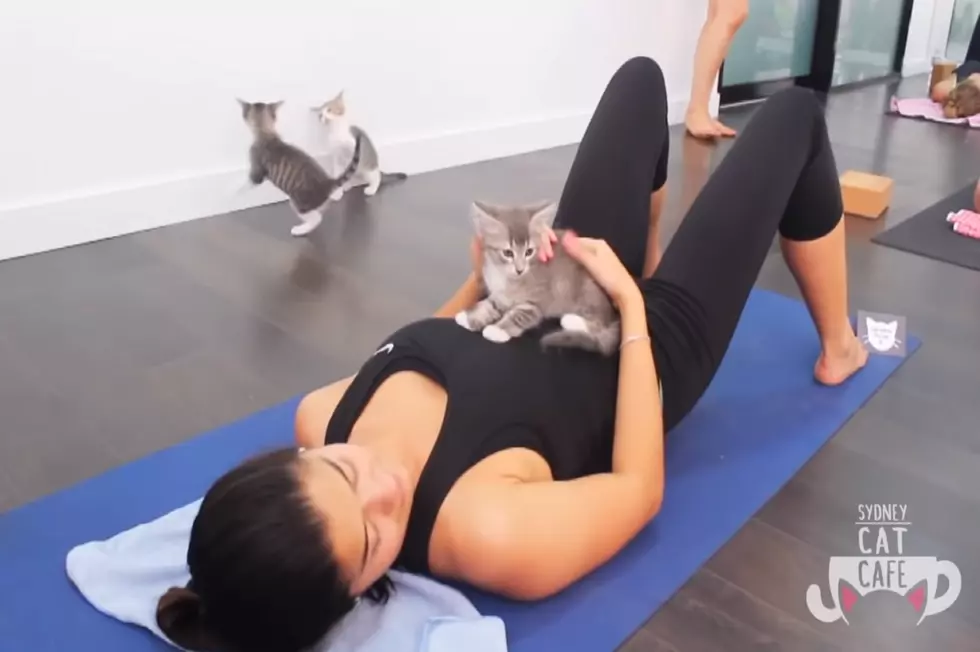 Don’t be Satisfied With Kitten-less Yoga