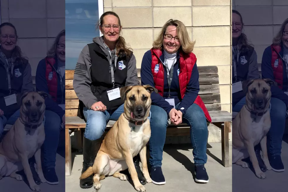 Featured Wet Nose “Karma” Finds Home with Veteran Organization